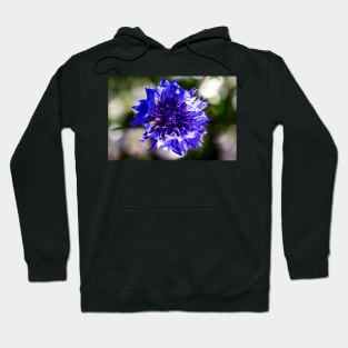 Blue cornflower close-up Hoodie